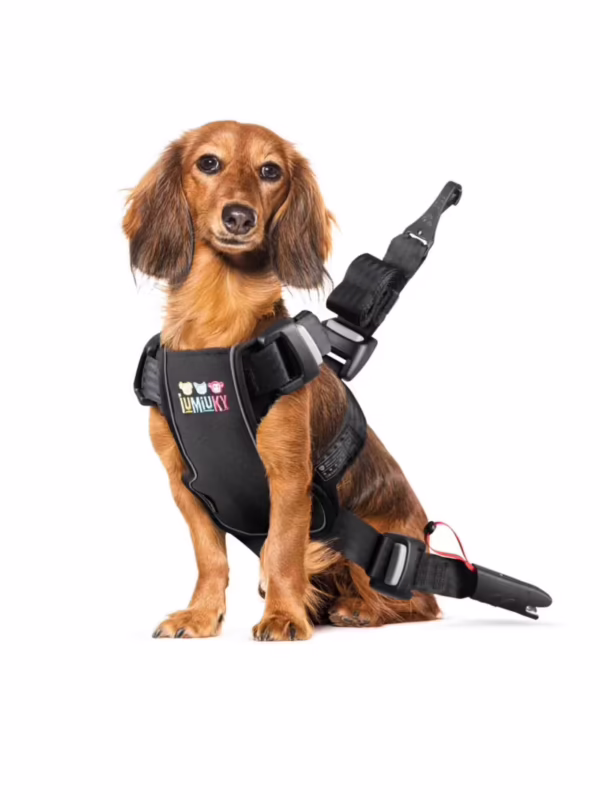 ¿Qué tipo de arnés es el mejor para perros?