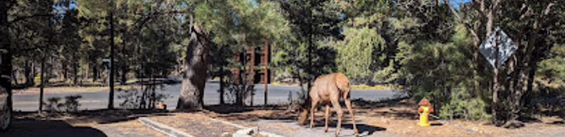 Do you get service while camping?