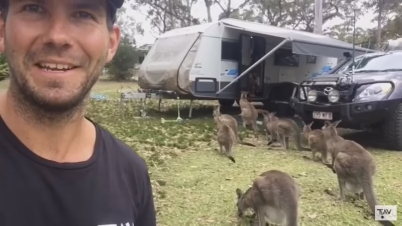 ¿Son los canguros buenas mascotas domésticas?