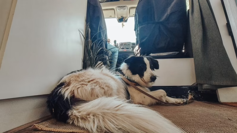 ¿Cómo viajar con un perro de más de 10 kilos?