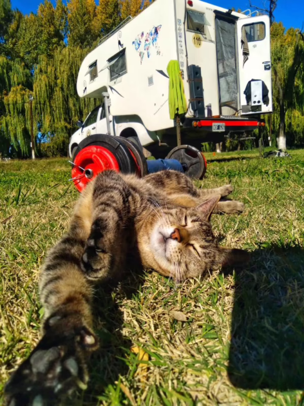 ¿Cómo llevar un gato en una autocaravana?
