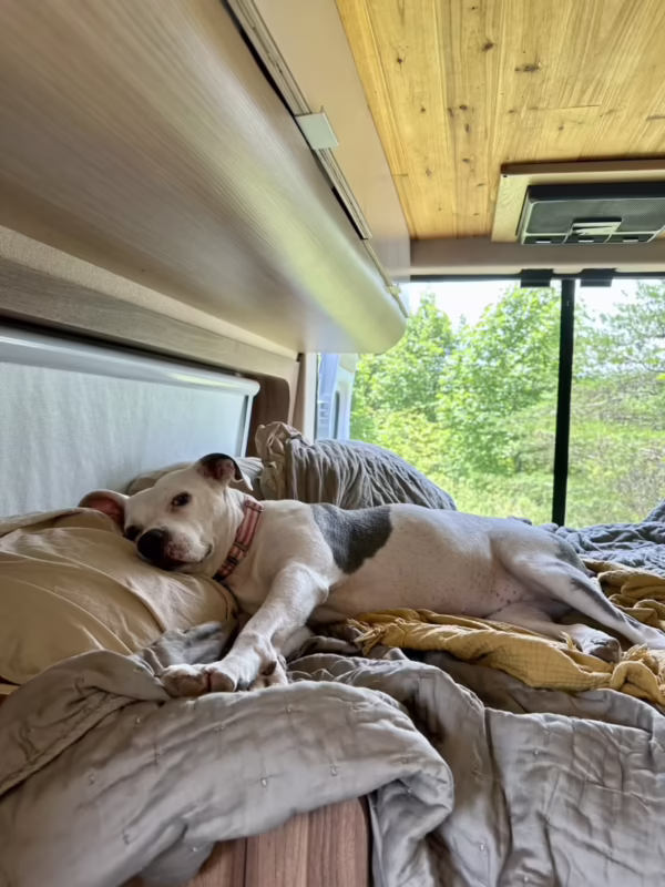 Can you travel with a dog in a camper?