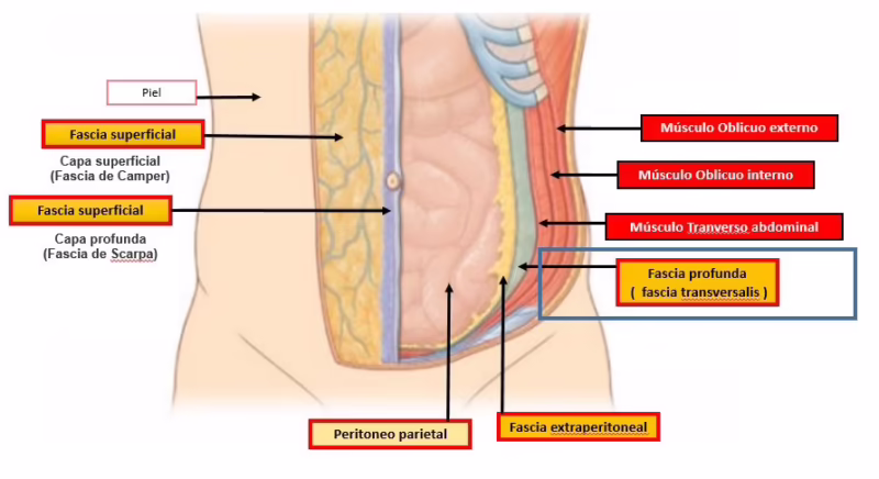 ¿Cuál es la diferencia entre la fascia de Scarpa y la fascia de Campers?