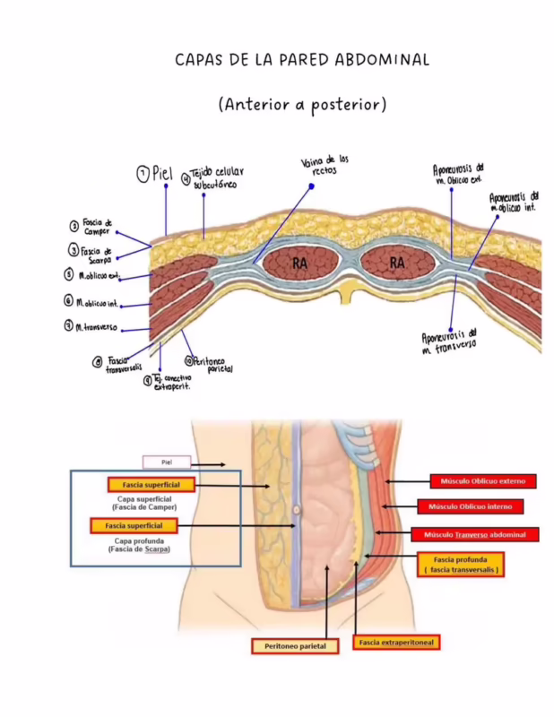 ¿Cuál es la diferencia entre la fascia de Scarpa y la de Camper?