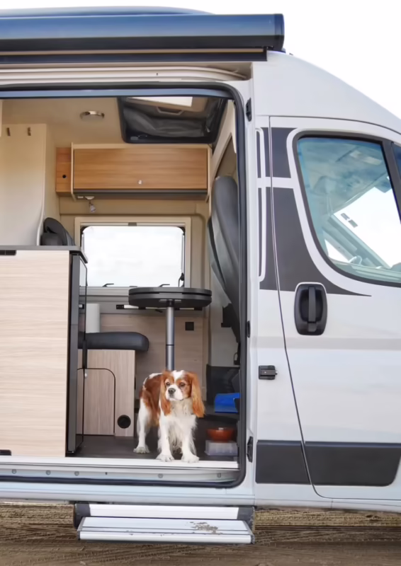 ¿Se pueden llevar gatos en una autocaravana?