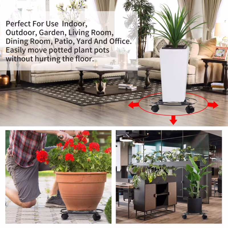 ¿Cuáles son las 5 plantas que debemos tener en casa?