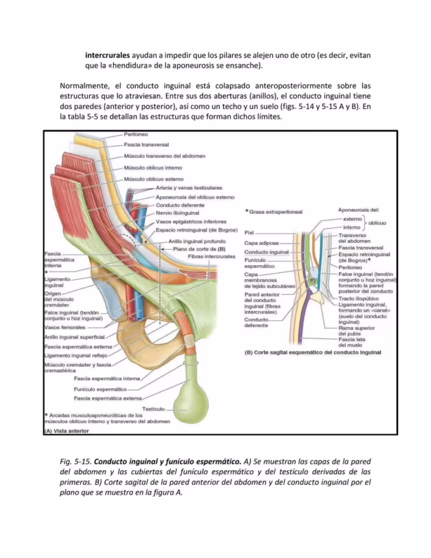 ¿Qué es la línea de Douglas en el abdomen?